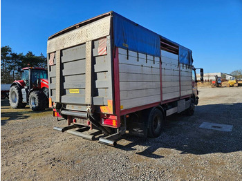 Přepravník zvířat Mercedes-Benz Atego 1523 // Livestock // Tiertransport: obrázek 4